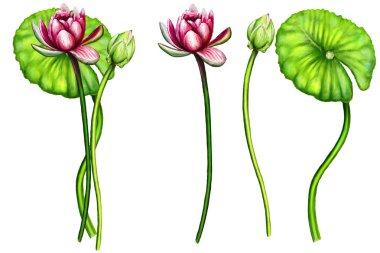 Su zambağı su bitkisi