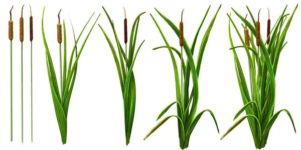 Typha kuyrugu sucul bitki