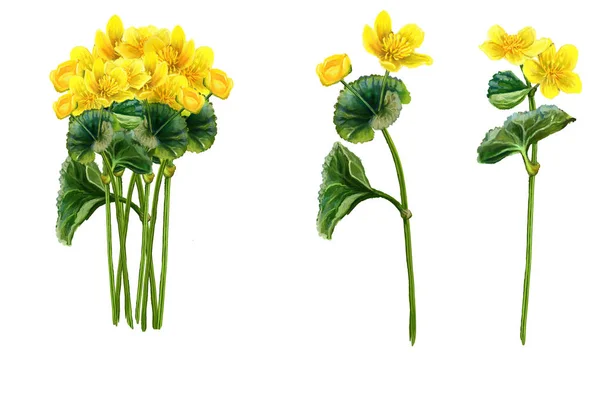 Kingcup kadife çiçeği bataklık bitki — Stok fotoğraf