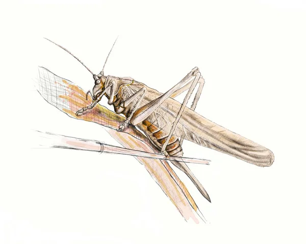  Çekirge, çekirge renk