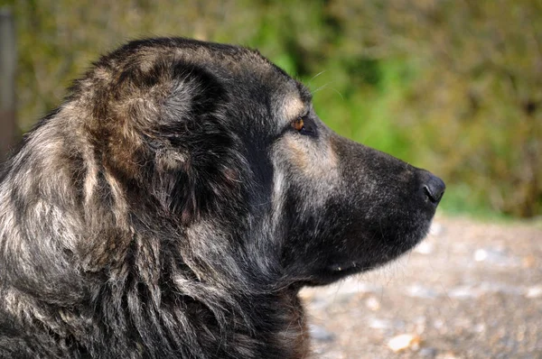 Anatolský pastevecký pes — Stock fotografie