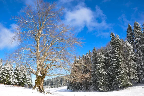 Hiver dans la forêt — Photo