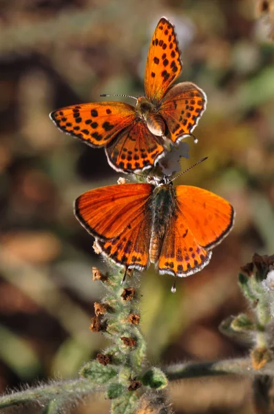 Macro foto de borboleta — Fotografia de Stock