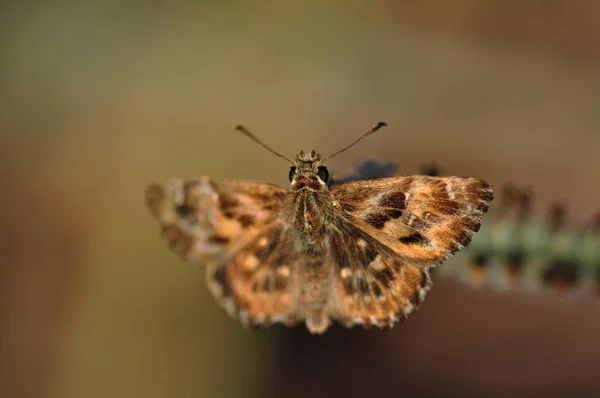 Makroaufnahme des Schmetterlings — Stockfoto