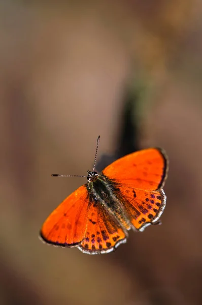 Macro foto de borboleta — Fotografia de Stock