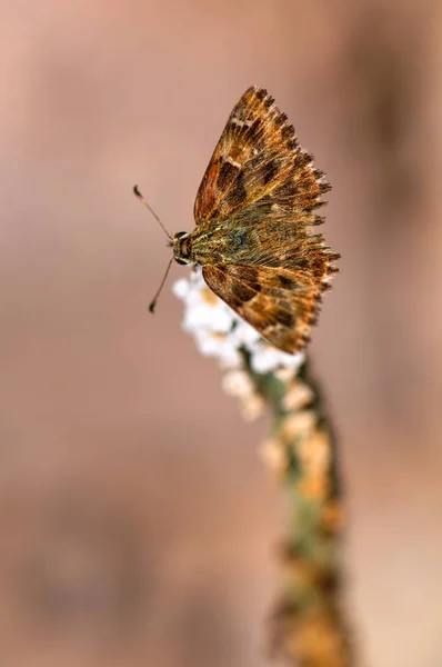 Makroaufnahme des Schmetterlings — Stockfoto