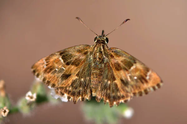 Macro foto della farfalla — Foto Stock