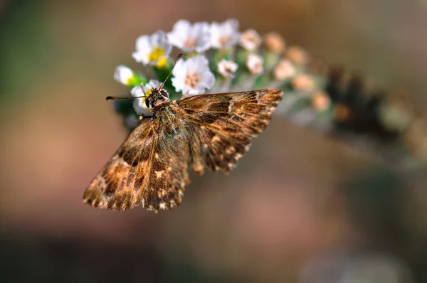 Macro foto de borboleta — Fotografia de Stock