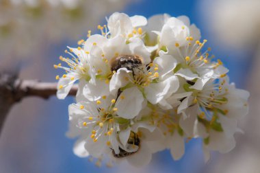 Çiçekler, Bahar-açılış çiçeği