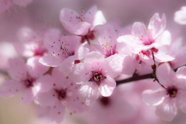 Çiçekler, Bahar-açılış çiçeği