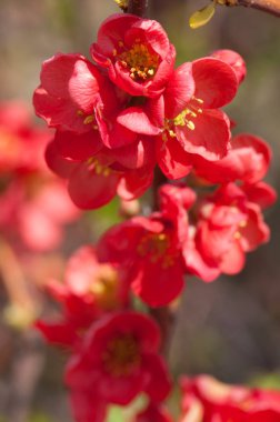 Çiçekler, Bahar-açılış çiçeği