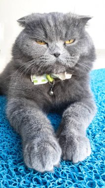 Kedi, İskoç Fold cinsi,