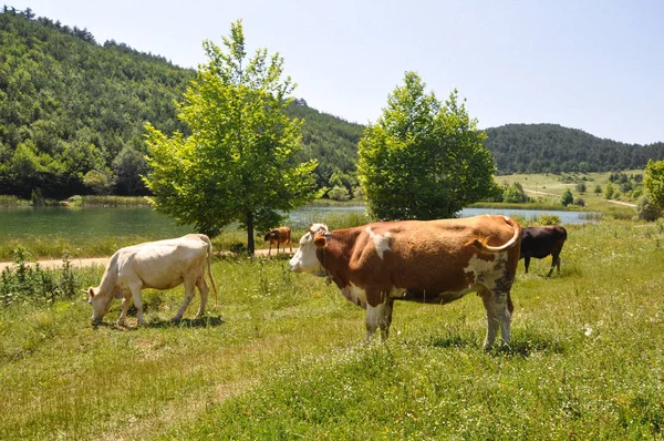 牛.草を食べる牛 — ストック写真