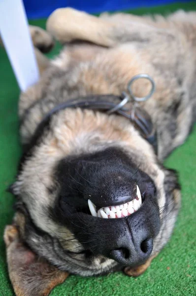 野良犬が路上で幸せに眠っている — ストック写真