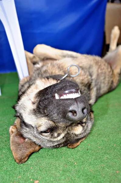 Бездомний Собака Який Щасливо Спить Вулиці — стокове фото