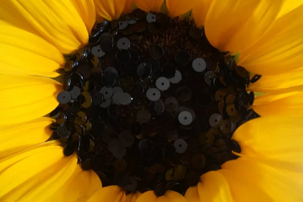 Détail de fleur de soleil et paillettes noires. Paillettes disposées comme les graines du tournesol . — Photo