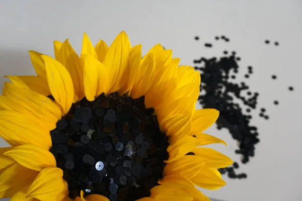 Деталь сонячної квітки та чорних блискіток. Скелі, розташовані як насіння соняшнику . — стокове фото