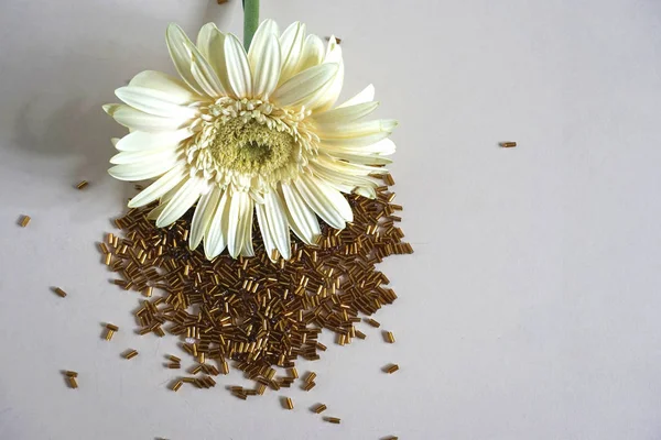 Perles tubulaires en or toho et fleur Gerbera sur fond crème clair . — Photo