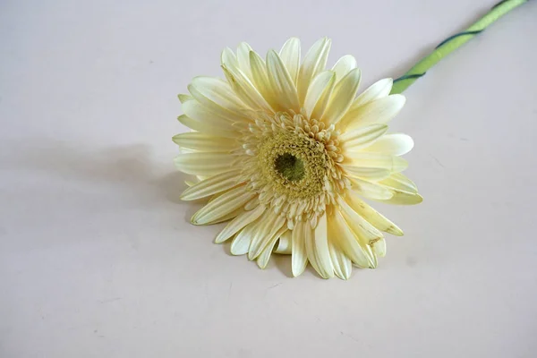 Détail de fleur Gerbera beige sur fond crème clair . — Photo