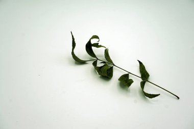 Kuru yaprakları olan küçük bir dal. Soluk yeşil sonbahar yaprakları gibi gümüş.