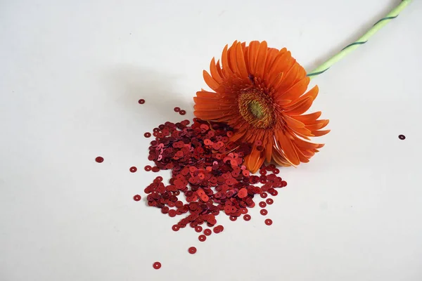 Gerbera fleur et paillettes rouges. Concept d'amour. Espace de copie . — Photo