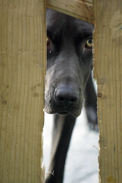 Черная Собака Смотрит Через Забор Любопытная Собака Прострелила Деревянный Забор — стоковое фото