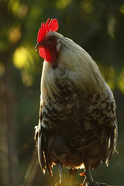 Primer Plano Gallo Blanco Con Cresta Roja Mirando Hacia Lado — Foto de Stock