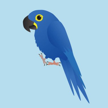 An illustration of a funny  and hyacinth  macaw, cartoon style clipart