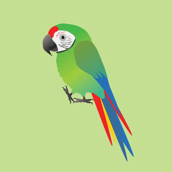 Una Ilustración Guacamayo Militar Divertido Lindo Estilo Dibujos Animados — Vector de stock