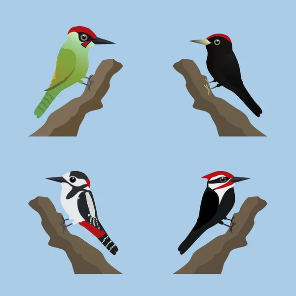 Una Colección Cuatro Especies Diferentes Pájaros Carpinteros Lindo Estilo Dibujos — Vector de stock