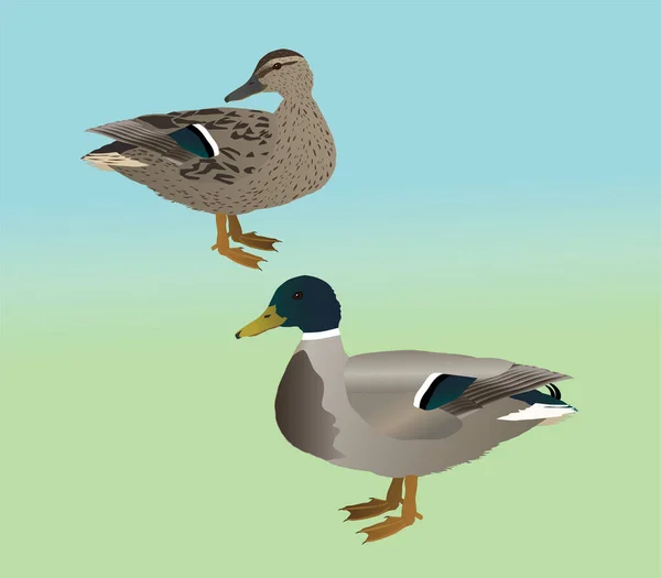 Illustration Vectorielle Deux Colverts Est Canard Mâle Femelle — Image vectorielle