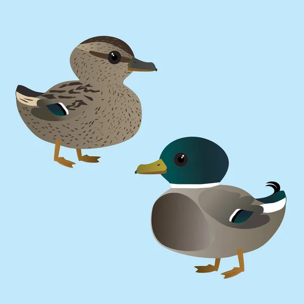 Vector Illustration Couple Very Cute Mallards Male Female Duck — Stock Vector