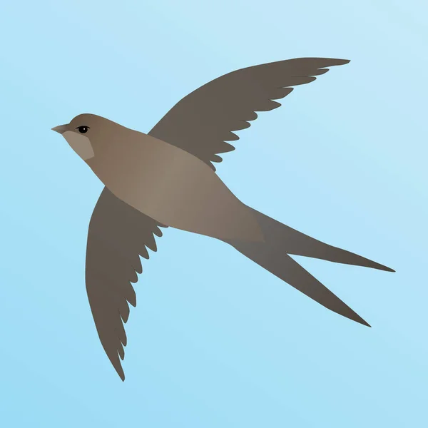 Vector Illustration Common Swift Flying Air Sky Blue — Stock Vector