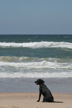black dog in the beach looking to the sea
