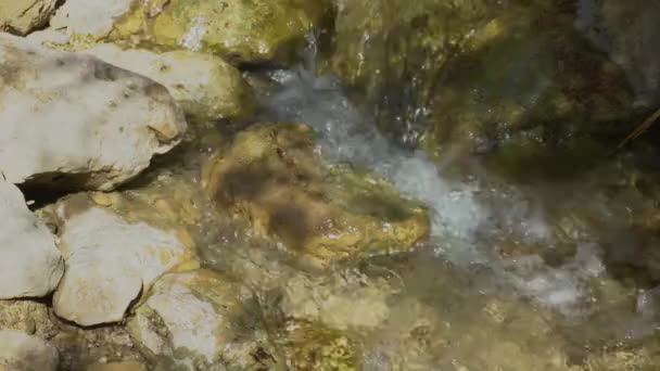 Ruisseau David Dans Parc Naturel Ein Gedi — Video