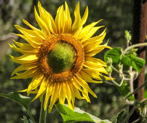 Leuchtend Gelbe Sonnenblume Auf Dem Feld — Stockfoto