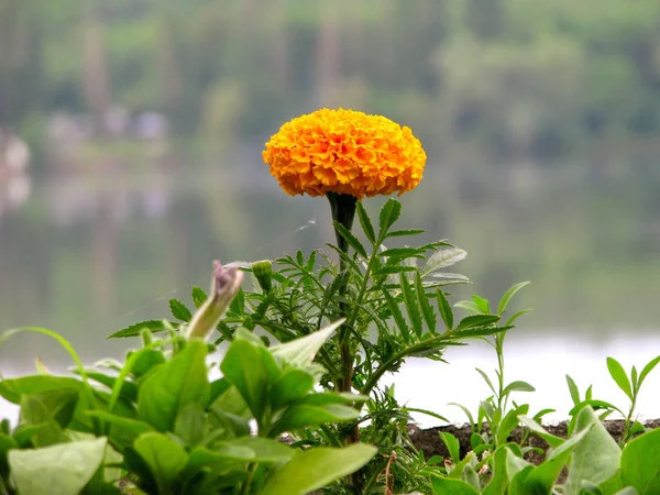 ウクライナの公園でオレンジ色のタゲテスの花 — ストック写真