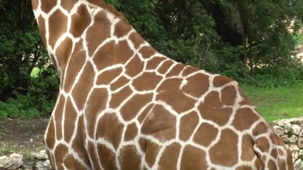 Een Giraffe Safari Park Israel — Stockvideo