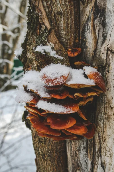 Funghi Arancioni Albero Nella Neve — Foto Stock