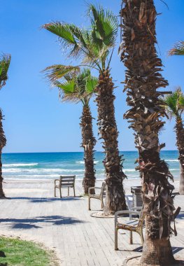 Palmiye ağaçları ve İsrail 'de boş bir plaj