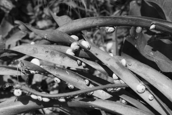 树叶上挂着许多蜗牛的黑白照片 — 图库照片