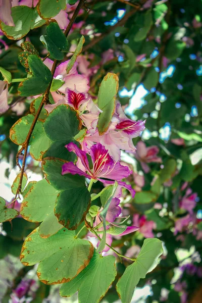 Цветы Дереве Bauhinia Variegata Израиле — стоковое фото