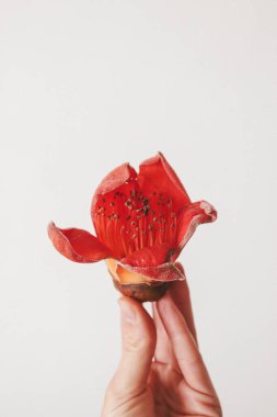 Bir kadının elinde Bombax ağacı çiçeği