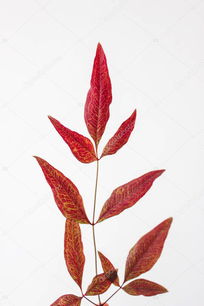 Plant with dark red leaves on white background