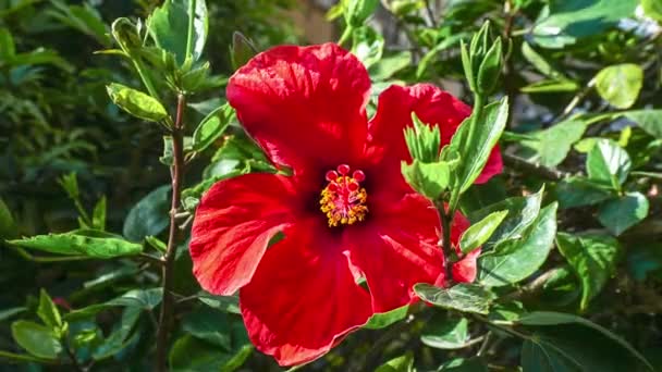 Czas Kwitnącego Kwiatu Hibiskusa Izraelu — Wideo stockowe