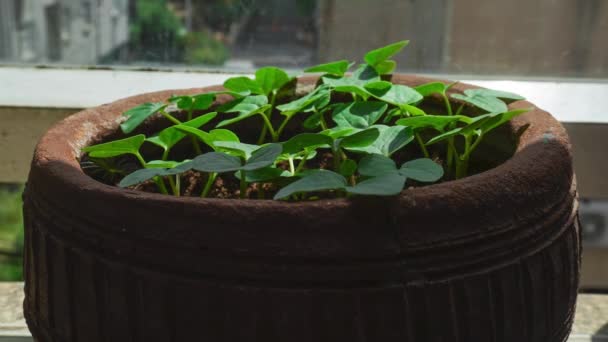 Timelapse Van Het Opgroeien Van Jonge Kiemen Van Petunia — Stockvideo