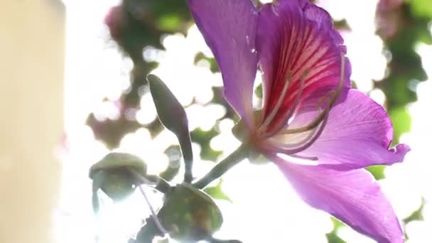 Wideo Bauhinia Variegata Kwiaty — Wideo stockowe