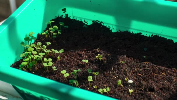 Brotes Rúcula Jóvenes Crecen Sol — Vídeo de stock