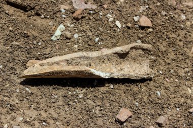 Kemik arkeolojik kazılarda bulundu.