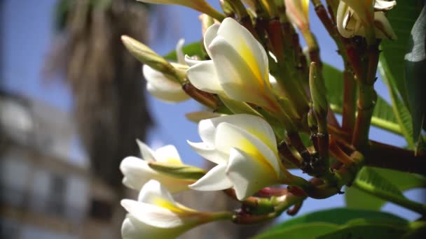 Video of Plumeria flower on the tree